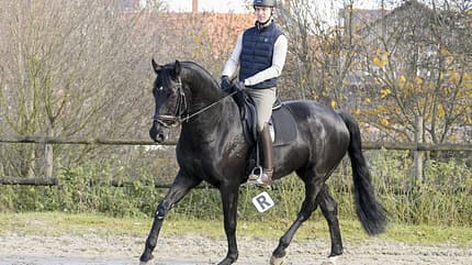 Nick Wiedmann mit seinem Rapp-Wallach auf dem Reitplatz.