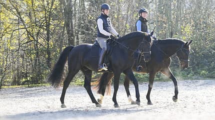 Reiter und Reiterin beim Aufwärmen mit ihren Pferden im Schritt nebeneinander auf dem Reitplatz