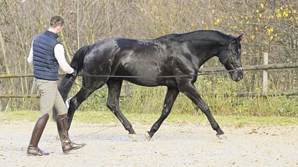 Ein Rappe an der Longe mit Kappzaum und Longenführer von hinten