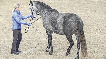 Barbara schickt den Schimmel seitwärts an der Hand