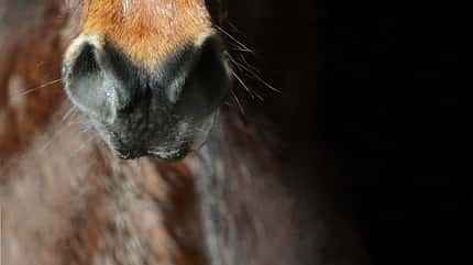 Eine Pferdelunge umfasst in Ruhe rund 40 Liter.