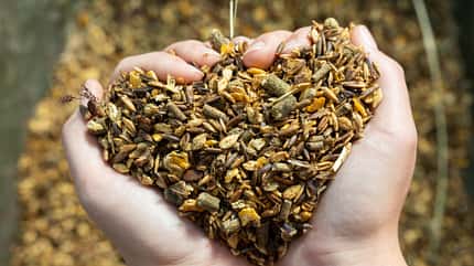 Blick von oben auf weibliche Hände, die Pferdemüsli mit Kräutern und Getreide für die Pferdefütterung tragen