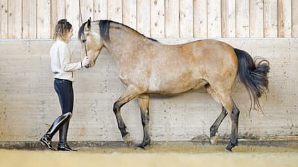 Emilia Schlotterbeck, Gala, Influencer, dancinghorses; Showreiterin, Falbe, Palomino Emilia Schlotterbeck mit ihrem Pferd Gala bei der versammelnden Freiarbeit