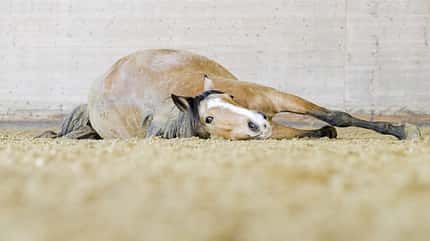Emilia Schlotterbeck, Gala, Influencer, dancinghorses; Showreiterin, Falbe, Palomino, Wälzen Gala beim Wälzen in der Reithalle
