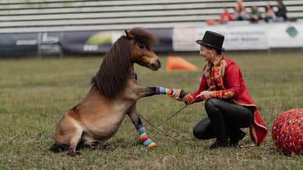 Showprogramm mit sitzendem Shetty zum Pferd International