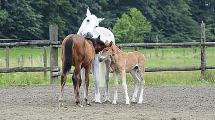 Ammenstute, Fohlen, Waisenfohlen, Aufzucht, Zucht, Nachwuchs, Fellpflege Eine Ammenstute kümmert sich um zwei Waisenfohlen