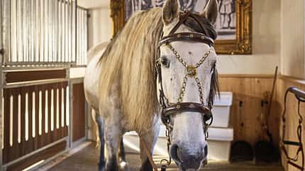 Tarquin Cosack Hofsattlerei Sattler Maßsattel Handwerk Tradition Hofsattlerei Tarquin Cosack ist Sattler und bewahrt das traditionelle Handwerk.