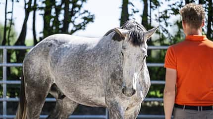 Im guten Horsemanship hat das Pferd Mitspracherecht.