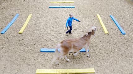 Equikinetic ist ein effektives Muskel-Aufbau-Programm