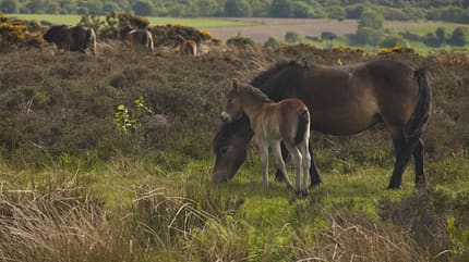 Exmoor-Ponys in ihrer Heimat.