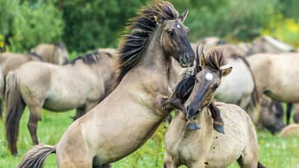Spielerische Kämpfe unter Konik-Hengsten