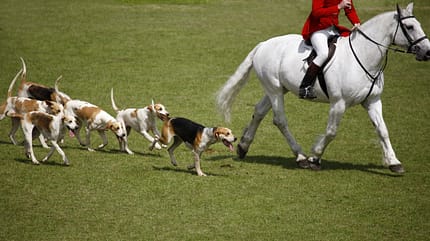 Englische Foxhounds sind ausdauernd und für den Einsatz auf Schleppjagden spezialisiert.