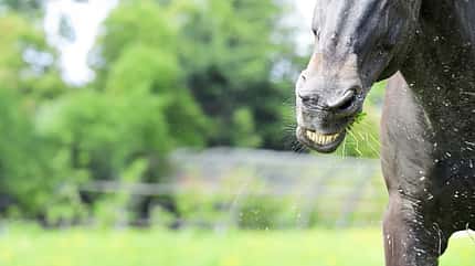 Allergie, Pferd schnaubt, Nüstern, Heuschnupfen, Husten, Pollenbelastung, Allergie Nahaufnahme auf die Nüstern eines Pferdes, das gerade schnaubt