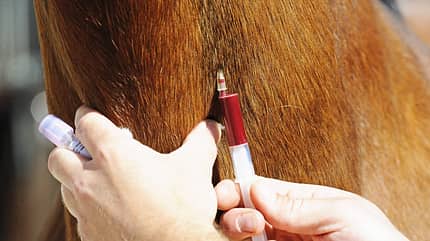 Allergien beim Pferd, Blut abnehmen, Kanüle, Blutbild, Bluttest, Spritze, Eigenblut-Therapie, Allergie-Test, Serologischer Test Einem Pferd wird Blut abgenommen