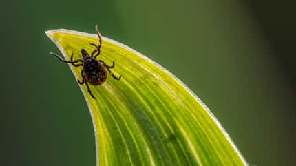 Zecke, Zecken, Plagegeister, Sommer, Ausreiten, Zecken-Schutz, Blutsauger, Spinnentiere Eine Zecke auf einem grünen Blatt in der Nahaufnahme
