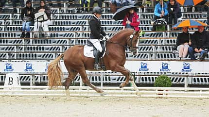 Deutsche Reitponys Zucht Sport Ponys Gait-Gen Deutscher Reitponys sind sportlich und vielseitig