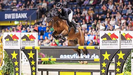 Deutsche Reitponys Zucht Sport Ponys Gait-Gen Deutscher Reitponys sind sportlich und vielseitig
