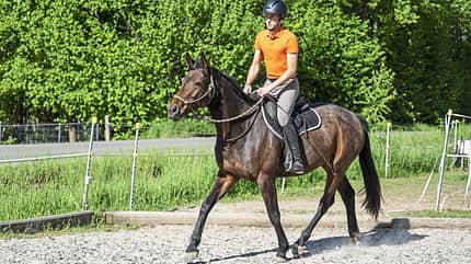 Josef Kmoch, Pferdeausbildung, Content Creator, Influencer, Springreiter, gebisslos reiten, Halsring, Jungpferd anreiten Josef Kmoch reitet ein braunes Pferd gebisslos und mit Halsring