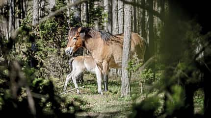 Ein Wildpferd mit Fohlen steht im lichten Wald zwischen Bäumen.