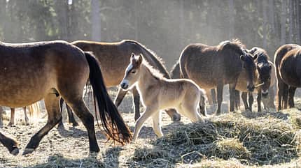 Eine Gruppe von halbwilden Pferden, darunter ein helles Fohlen, steht und frisst Heu auf einer sonnigen Lichtung vor einem Wald.