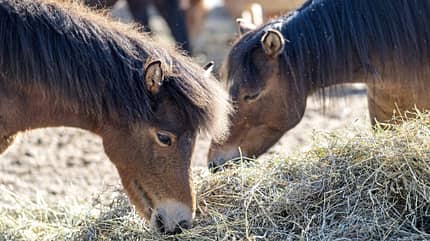Zwei Ponys oder Kleinpferde fressen gemeinsam Heu im Freien, weitere Tiere im Hintergrund.