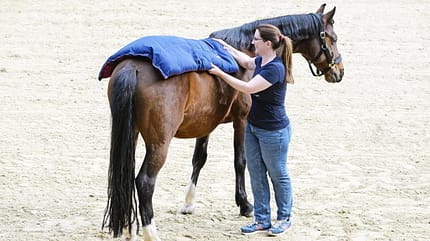 Wärmetherapie, Kältetherapie, Reha, Pferde-Reha, Katrin Obst, Behandlung, Wellness Katrin Obst legt einem Pferd das Wärmekissen "HeuEnjoy" auf den Rücken.