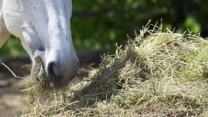 Pferd, Heu, Fütterung, Weißes Pferd, Tierfotografie, Landwirtschaft, Nutztier, Weide, Sommer, Tierernährung Ein weißes Pferd frisst Heu von einem großen Heuhaufen im Freien.