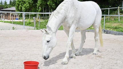 Einfache Ideen, die den Alltag deines Pferds bunter machen – und darüber hinaus seinen Körper und sein Köpfchen stärken. Für euch ausprobiert! Einfache Ideen, die den Alltag deines Pferds bunter machen – und darüber hinaus seinen Körper und sein Köpfchen stärken. Für euch ausprobiert!