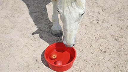 Einfache Ideen, die den Alltag deines Pferds bunter machen – und darüber hinaus seinen Körper und sein Köpfchen stärken. Für euch ausprobiert! Einfache Ideen, die den Alltag deines Pferds bunter machen – und darüber hinaus seinen Körper und sein Köpfchen stärken. Für euch ausprobiert!