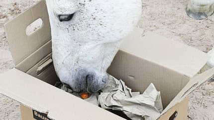 Einfache Ideen, die den Alltag deines Pferds bunter machen – und darüber hinaus seinen Körper und sein Köpfchen stärken. Für euch ausprobiert! Einfache Ideen, die den Alltag deines Pferds bunter machen – und darüber hinaus seinen Körper und sein Köpfchen stärken. Für euch ausprobiert!