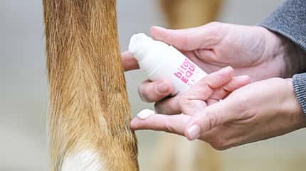 Creme, Narbe, eincremen, Salbe, Narbenpflege Eine Frau cremt eine Narbe am Pferdebein mit Creme ein, Detail auf die Hände.