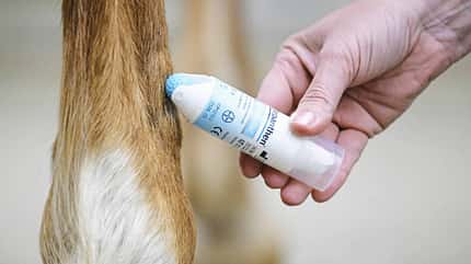 Eine Frau behandelt einen Narbe am Pferdebein mit Narbengel aus einer blau-weißen kleinen Flasche. Eine Frau behandelt einen Narbe am Pferdebein mit Narbengel aus einer blau-weißen kleinen Flasche.