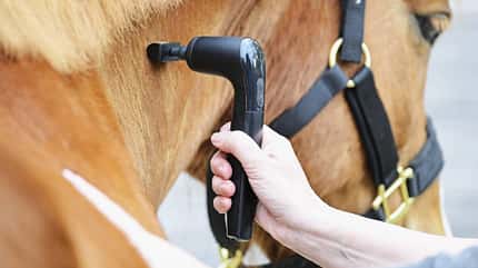 Novafon, Vibrationstherapie, Narben, Therapie, Reha, Schallwellengerät Behandlung mit dem Novafon-Gerät beim Pferd, lokale Vibrationstherapie am Hals.