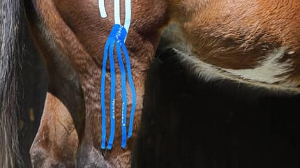 Lymph-Tape, Therapie, Taping, Narben, Lymphe, Behandlung Pferdekruppe und Hinterbein eines braunen Pferds mit aufgeklebten blauen Lymph-Tapes.