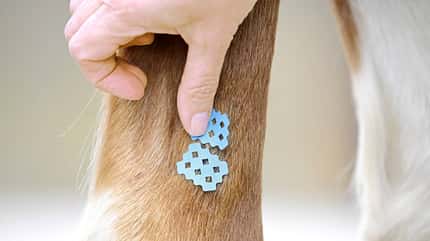 Crosstapes, Taping, Narben, Therapie, Reha Blaue Crosstapes mit Löchern im Detail auf dem Pferdebein, eine Frau klebt sie gerade auf.