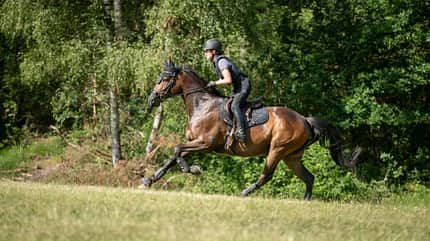 Julis Eventer, Juliane Wyrwol, Vielseitigkeit, Reithelm, Sicherheitsweste, Geländereiten, Gamaschen, Reitsattel, Trense, Galopp, Pferdesport, Cavallo Das Foto zeigt Juliane beim Vielseitigkeitstraining im Gelände auf einem braunen Pferd im Galopp. Sichtbar sind Reithelm und Sicherheitsweste, eine Trense, Gamaschen an den Vorderbeinen sowie Sattel und Schabracke; das Pferd trägt zudem eine Fliegenhaube. Die Szene spielt auf einer grasbewachsenen Wiese am Waldrand, typisch für die Geländestrecke der Vielseitigkeit.
