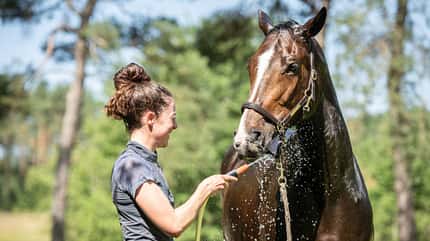 Julis Eventer, Juliane Wyrwol, Vielseitigkeit, Cavallo, Pferdepflege, Abkühlung, Wasserschlauch, Halfter, Führstrick, Reitsport, Stallgelände, Pferdetraining Das Foto zeigt eine Reiterin, die ein braunes Pferd im Freien mit einem Wasserschlauch am Maul abkühlt. Das Tier trägt ein Halfter mit Führstrick; die Wassertropfen und Spritzer sind deutlich sichtbar, die Szene wirkt sommerlich auf einem Stallgelände.
