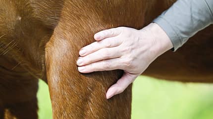 Das Foto zeigt eine Anwendung der Tellington TTouch Methode an einem Pferd, bei der eine Hand am Schulter- bzw. Vorderbeinbereich aufliegt. Die Handposition ist typisch für die sanften, kreisenden TTouch‑Berührungen.