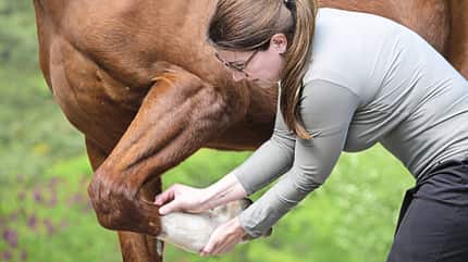 Das Foto zeigt die Anwendung von Querfriktionen am Vorderbein eines Pferdes durch Physiotherapeutin Katrin Obst.
