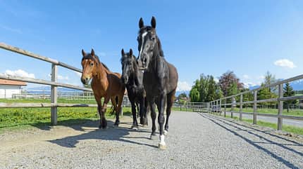 Pferdegruppe, Pferd, Reitstall, Koppel, Weidezaun, Schotterweg, Pferdehaltung, Landleben Das Foto zeigt eine Gruppe von Pferden, die auf einem Schotterweg innerhalb einer eingezäunten Koppel in Richtung Kamera gehen. Holz-Zäune, ein Reitstall-Umfeld und klarer blauer Himmel bilden die ländliche Kulisse.
