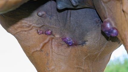 bovine papillomavirus, Equine Sarkoide, Ultraschall Therapie, Hautkrebs beim Pferd, Hauttumor Equine Sarkoide an Bauch und Beinen einer braunen Stute in der Nahaufnahme.