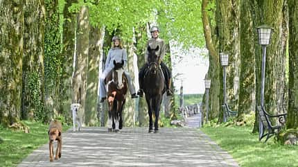 Reiterpaar, Pferd, Reitsport, Reithelm, Hund, Baumallee, Parkweg, Frühlingslandschaft, Parkbank, Naturfotografie Das Foto zeigt Sabine Angemeer mit ihrer Tochter Marla auf Pferden, die eine gepflasterte Baumallee entlangreiten, begleitet von zwei Hunden. Die hohen, dicht belaubten Bäume bilden ein grünes Blätterdach; entlang des Weges stehen Parkbänke und Laternen.