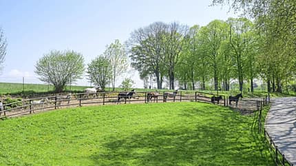 Rädlein, Trail, Pferdekoppel, Pferdehaltung, Weidezaun, Grünland, Feldweg, Allee, Landschaft, Gut Scheidt Die Aufnahme zeigt eine eingezäunte Pferdekoppel entlang eines Weges in ländlicher Umgebung. Mehrere Pferde bewegen sich hinter einem Holzzaun, im Hintergrund stehen frisch belaubte Bäume und angrenzende Wiesen unter klarem Himmel. Der Bildaufbau betont die weitläufige Grünfläche im Vordergrund und den sanft verlaufenden Trail am rechten Rand.
