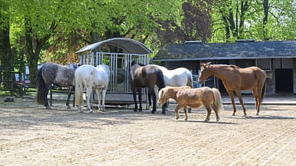 Paddocks, Pferdeherde, Futterraufe, Heuraufe, Pony, Reitanlage, Stallgebäude, Pferdehaltung, Weideunterstand, Tierfotografie, Gut Scheidt, Angemeer Die Aufnahme zeigt Paddocks mit mehreren Pferden an einer überdachten Futterraufe. Zu sehen sind unterschiedliche Pferdefarben sowie ein Pony auf einem sandigen Auslauf; im Hintergrund stehen ein Stallgebäude und laubgrüne Bäume.