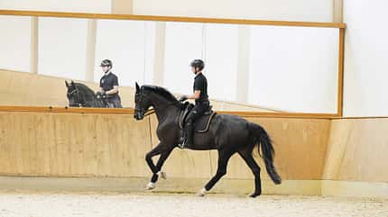 Raphael Netz, Reithalle, Dressurreiten, Reitsport, Pferd, Reiter, Galopp, Reitausrüstung, Spiegelwand, Training Raphael Netz auf einem dunkelbraunen Pferd beim Dressurtraining in einer hellen Reithalle. Das Paar bewegt sich im Galopp entlang der Bande, eine große Spiegelwand reflektiert Pferd und Reiter; Sattel, Trense und Reithelm sind deutlich erkennbar.