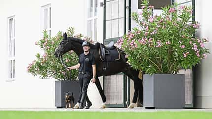 Raphael Netz, Dressurpferd, Englischer Sattel, Reithelm, Führstrick, Reiter, Reitanlage, Hund, Reitsport, Pferd Raphael Netz in kompletter Reitbekleidung, der ein dunkles Dressurpferd mit englischem Sattel und Trense aus einem Stallgebäude führt. Daneben läuft ein kleiner Hund; die Szene spielt vor einer hellen Fassade mit großen Fenstern und blühenden Pflanzkübeln.