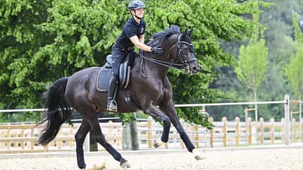Raphael Netz, Dressurreiten, Dressurpferd, Reiter, Außenreitplatz, Galopp, Reitsport, Zaumzeug, Sattel, Reithelm, Reitbandagen Raphael Netz auf einem schwarzen Dressurpferd im Galopp auf einem Außenreitplatz. Im Hintergrund sind eine Holzumzäunung und grüne Bäume zu sehen.