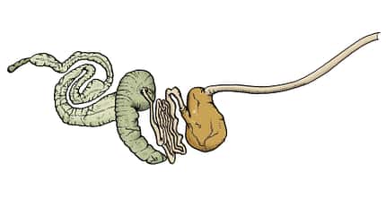 Magen-Darm-Trakt, Verdauungssystem, Anatomie-Illustration, Magen, Darm, Dünndarm, Speiseröhre, Verdauungsorgane, Medizinische Grafik, Kolik, Pferdeanatomie Die Bild zeigt eine farbige Illustration des Magen‑Darm‑Trakts. Sichtbar sind ein gewundener Darmabschnitt und ein sackförmiger Magen, verbunden über einen langen Schlauch als Speiseröhre; die Darstellung ist schematisch mit klaren Konturen auf weißem Hintergrund. Die Grafik dient der anatomischen Veranschaulichung des Verdauungssystems.
