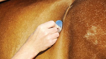 Pferd, Pferdemedizin, Auskultation, Stethoskop, Herzuntersuchung, Tierarzt, Großtiermedizin, Veterinärmedizin, Tieruntersuchung, Abhören, Kolik, Darmverschlingung Die Aufnahme zeigt die Auskultation des Herzens mit einem Stethoskop an einem Pferd. Die Hand des Tierarztes setzt die Metallmembran in Nahaufnahme auf den Thorax; das kurzhaarige, braune Fell und der Rippenverlauf sind sichtbar. Die Szene dokumentiert eine veterinärmedizinische Untersuchung.