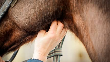 cav-201903-impf-irrsinn-gesundheits-check-lir9291-v-amendo (jpg)